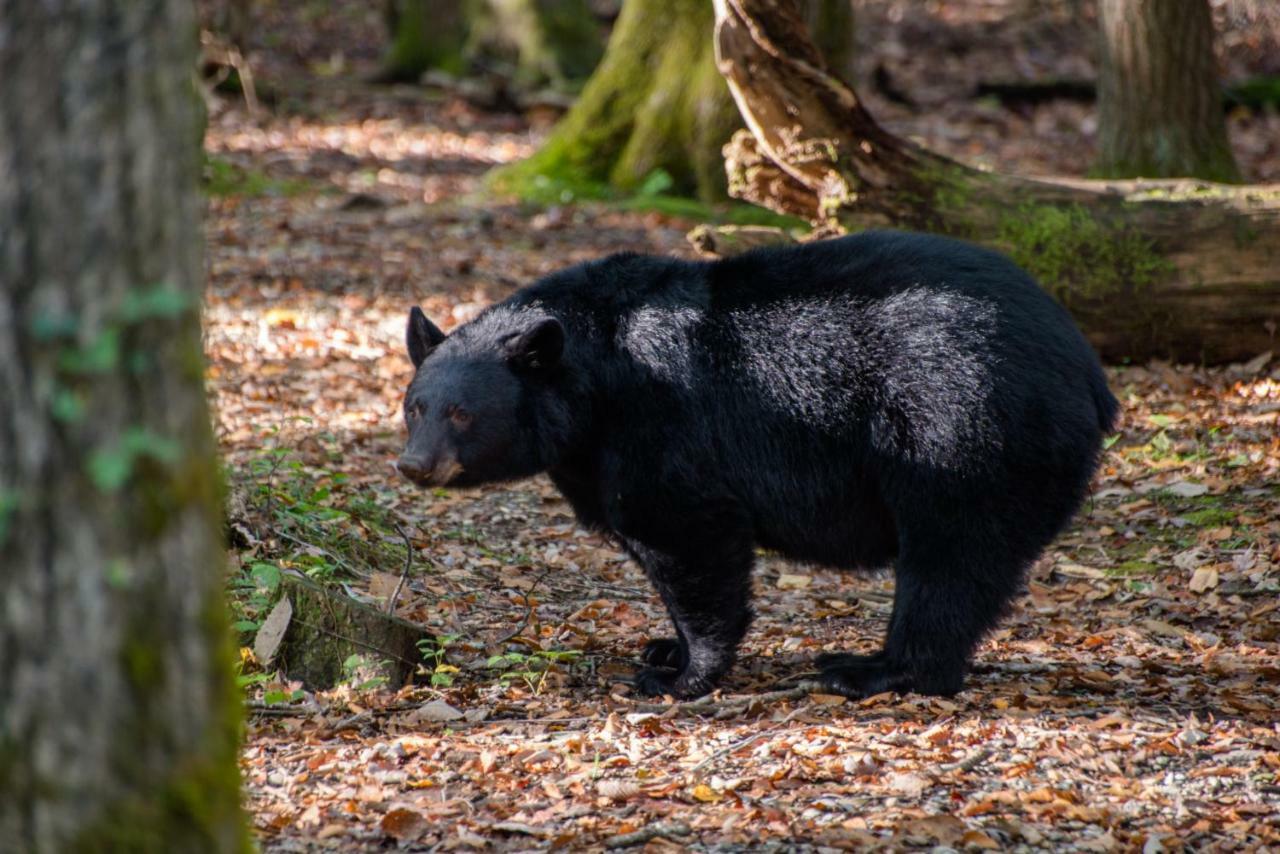 Two Bears Cabin Wear Valley Bagian luar foto